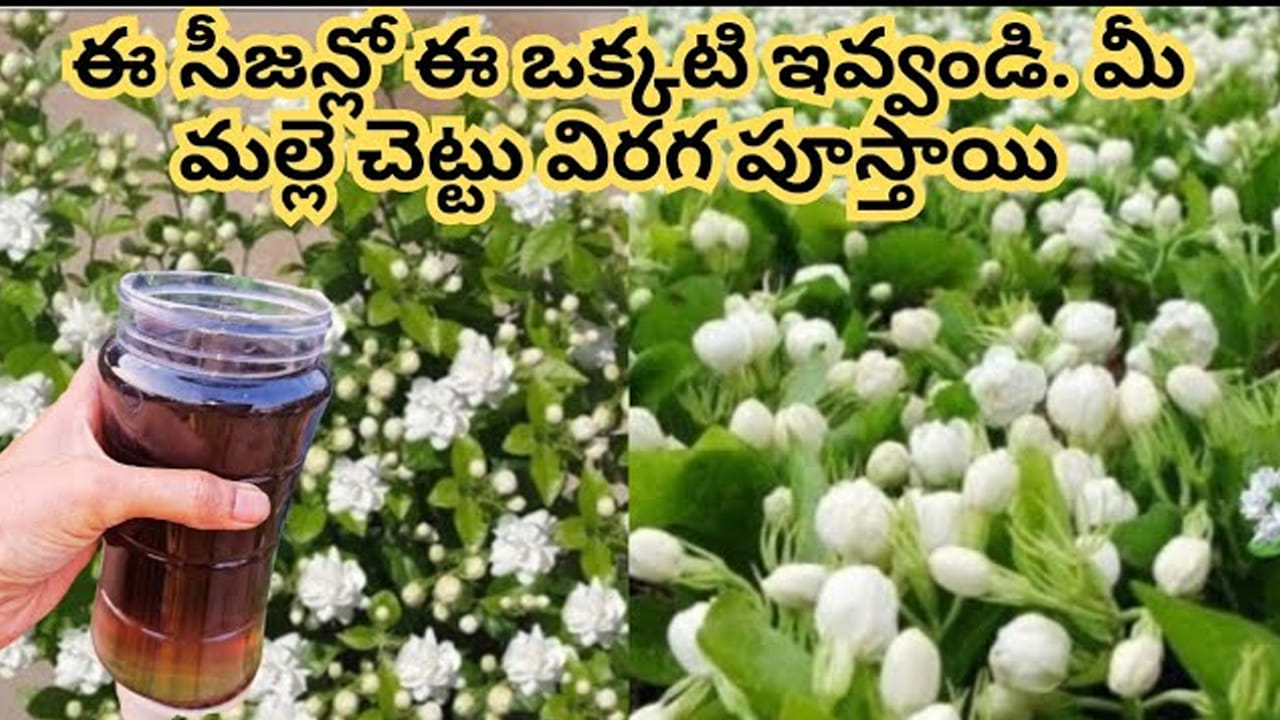 ఇంట్లో మిగిలిపోయి, పడేసే వాటితో ఇలా చేస్తే.. మల్లె మొక్క గుబురుగా, పచ్చగా పూలు పూయాల్సిందే..