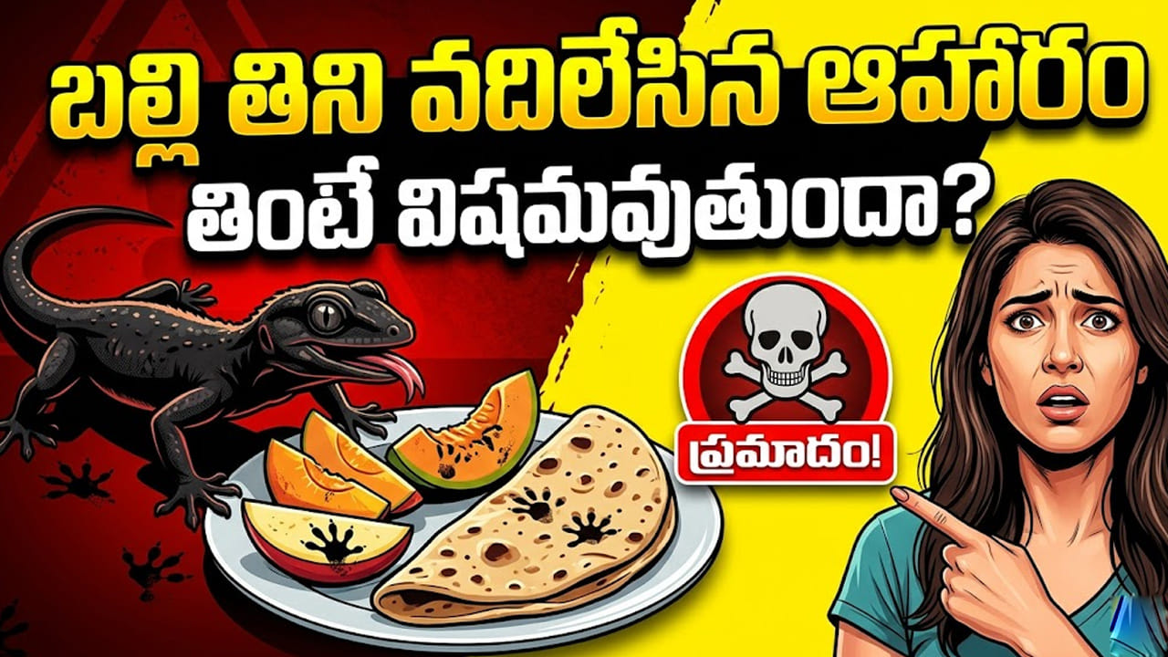 బల్లి తిని వదిలేసిన ఆహారం తింటే విషమవుతుందా? నిజమా, అపోహనా? డాక్టర్లు ఏం చెబుతున్నారంటే..