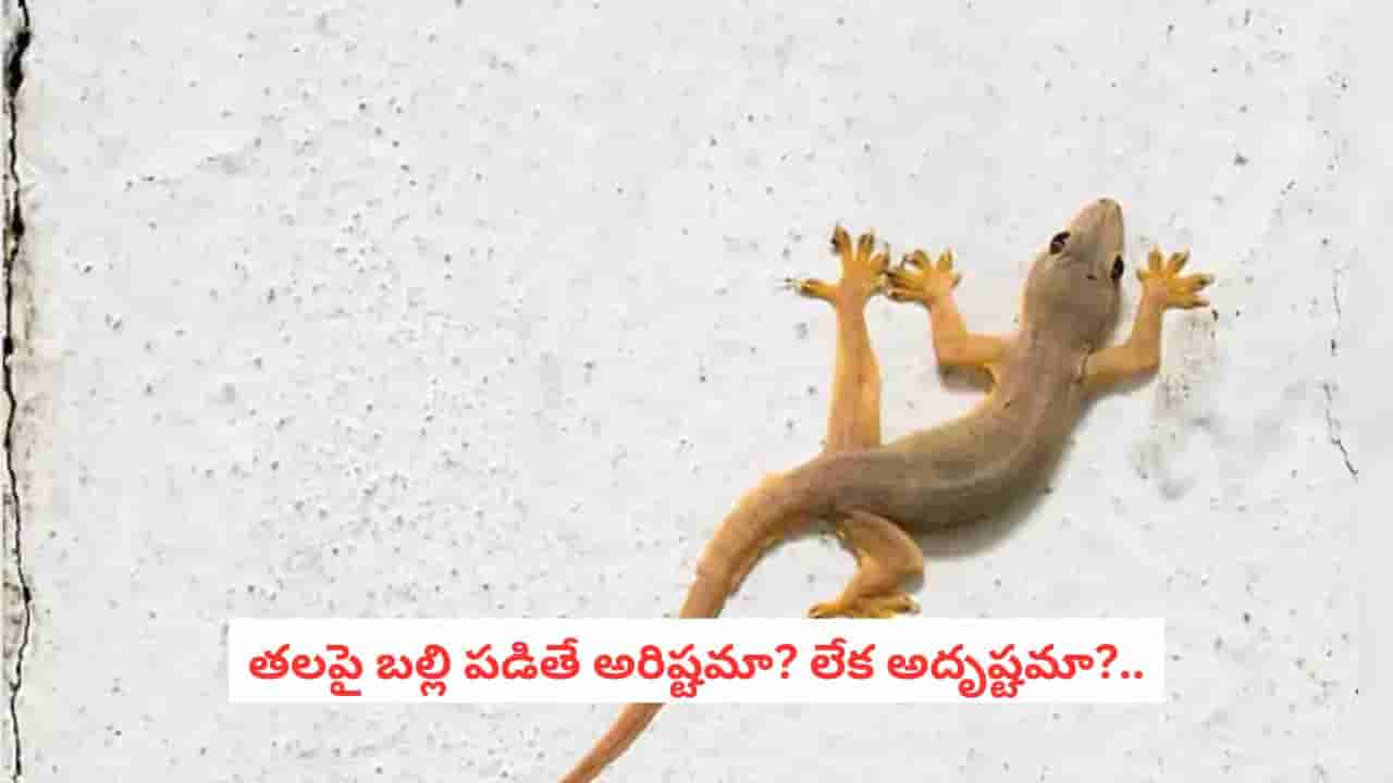 Astrology Tips: మీ తలపై బల్లి పడిందా?.. ఆ పెద్ద మార్పుకు టైమ్ దగ్గరపడినట్టే!