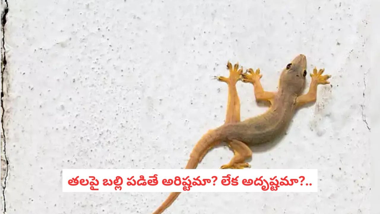 Astrology Tips: మీ తలపై బల్లి పడిందా?.. ఆ పెద్ద మార్పుకు టైమ్ దగ్గరపడినట్టే!