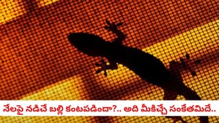 Vastu Shastra: ఇంట్లో బల్లి నేలపై నడిచినట్టు కనిపించిందా?.. అది దేనికి సంకేతమంటే!
