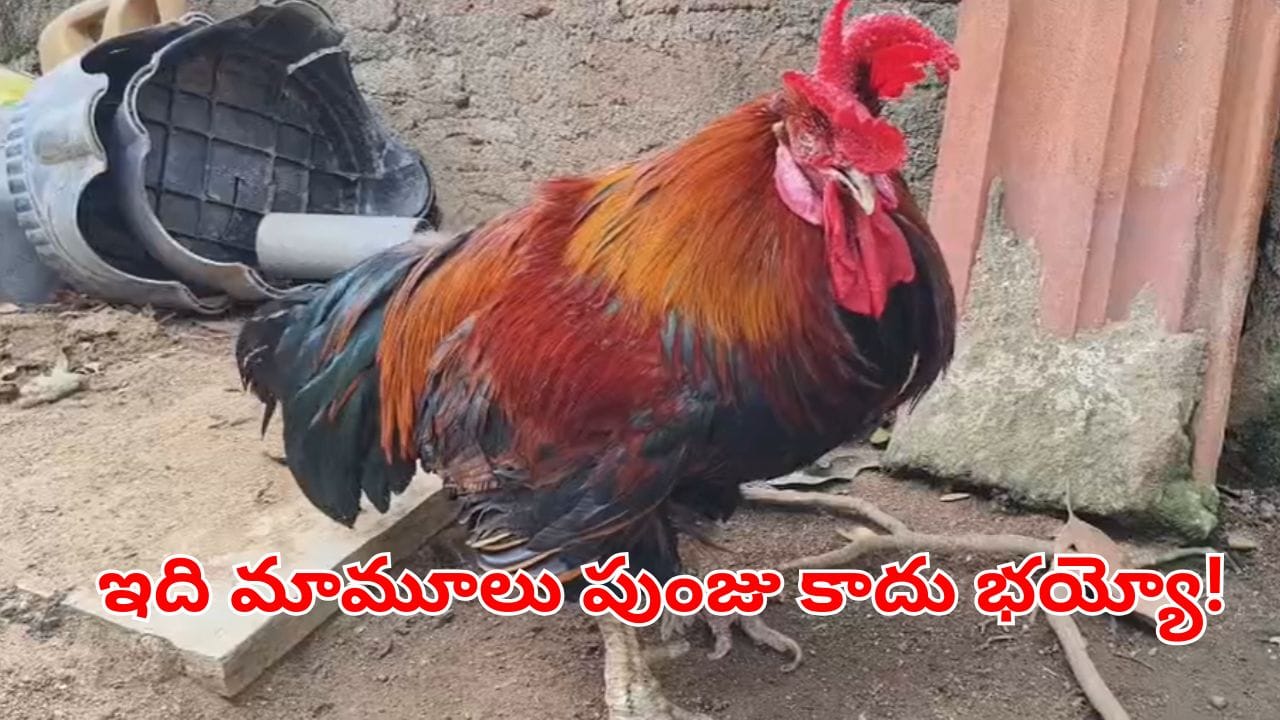 Rooster: కోళ్లు కూడా ఇన్నేళ్లు బతుకుతాయా?.. దీని వయసెంతో తెలిస్తే..