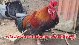 కోళ్లు కూడా ఇన్నేళ్లు బతుకుతాయా?.. దీని వయసెంతో తెలిస్తే..