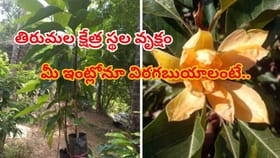 శ్రీవారి అలంకరణలో అతి ముఖ్యమైన పూలు..! కుండీలో కూడా విరగ పూయాలంటే