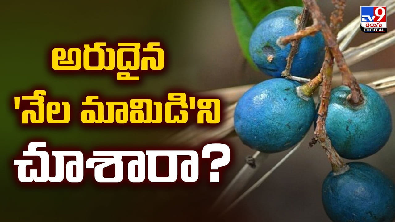 అరుదైన ‘నేల మామిడి’ని చూశారా?