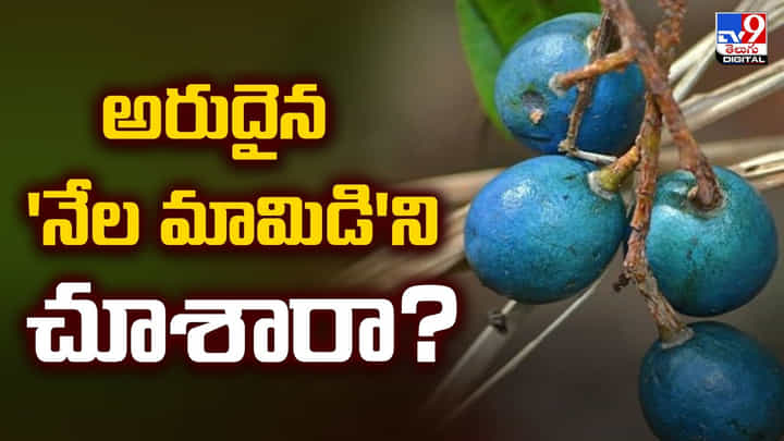 అరుదైన 'నేల మామిడి'ని చూశారా? అరుదైన 'నేల మామిడి'ని చూశారా?