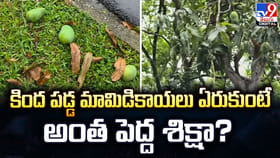 కింద పడ్డ మామిడికాయలు ఏరుకుంటే.. అంత పెద్ద శిక్షా?