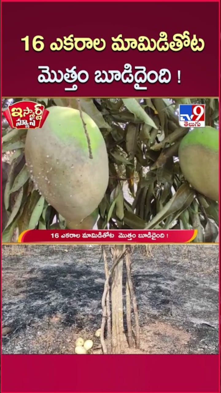 అయ్యో.. కాలి బూదిదైన 16 ఎకరాల్లోని మామిడి తోట..!