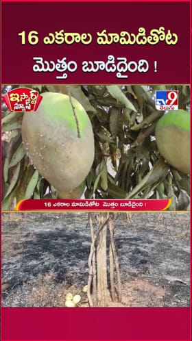 అయ్యో.. కాలి బూదిదైన 16 ఎకరాల్లోని మామిడి తోట..!