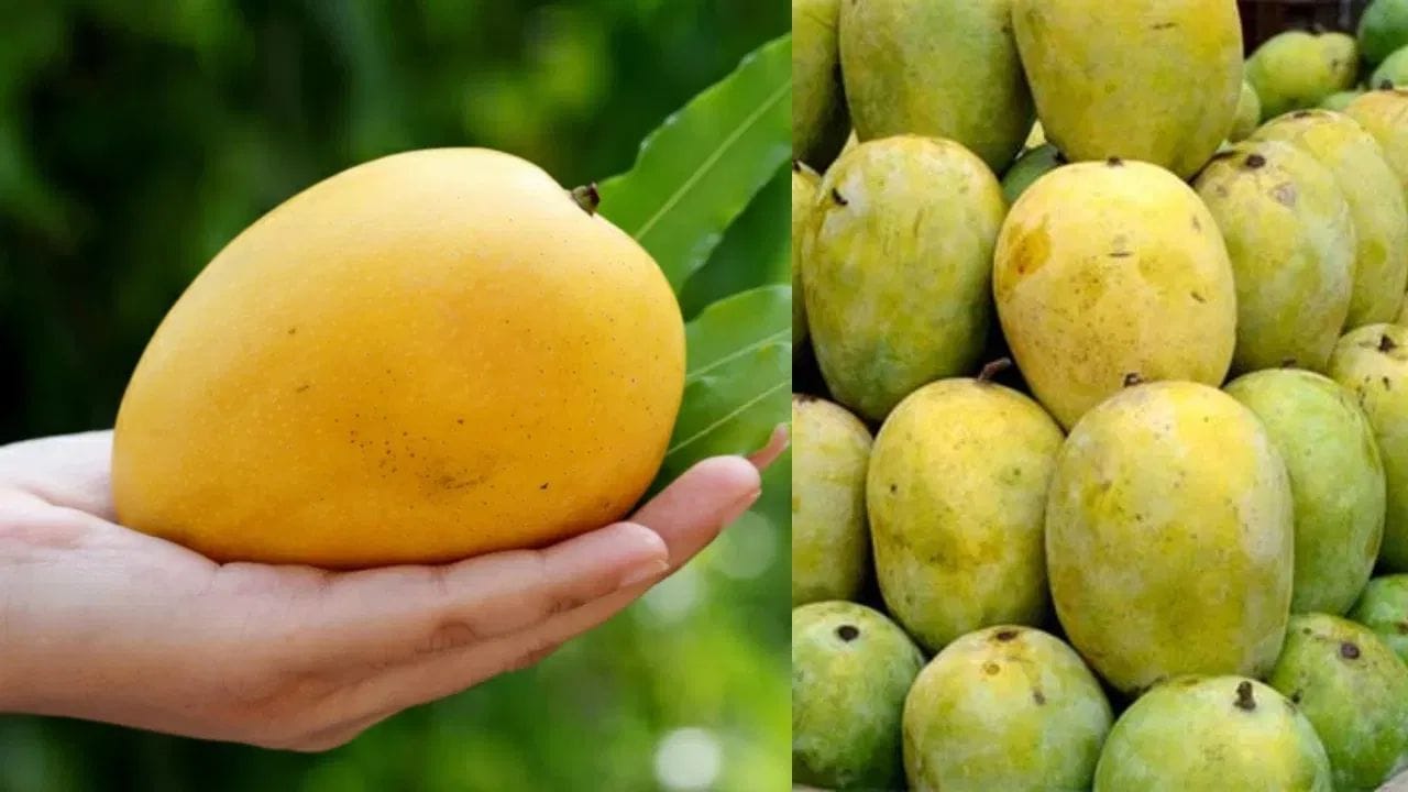 జీర్ణక్రియపై ప్రభావం: ఈ రెండు పండ్ల జీర్ణక్రియ తీరు వేర్వేరుగా ఉంటుంది. పుచ్చకాయ చాలా త్వరగా జీర్ణమవుతుంది అలాగే కడుపుకు తేలికగా అనిపిస్తుంది. ఇది తిన్న వెంటనే ఎటువంటి భారంగా అనిపించదు. కానీ మామిడి పండు తిన్నప్పుడు అది కొంచెం భారంగా అనిపించవచ్చు. అందుకే వేసవిలో జీర్ణక్రియ సాఫీగా ఉండాలంటే పుచ్చకాయ ఒక మంచి ఎంపిక అవుతుందని నిపుణులు చెబుతున్నారు.