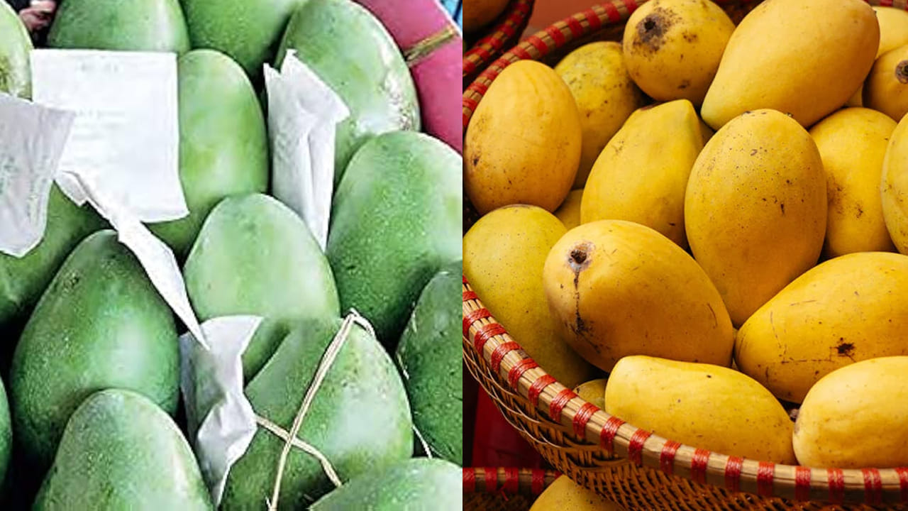 Mangoes: ఎంత చిత్రం.. రాత్రి ఏమో మామిడికాయలు.. తెల్లారేసరికి పండ్లు..