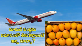 విమానాల్లో మామిడి పండ్లు తీసుకెళ్లవచ్చా?