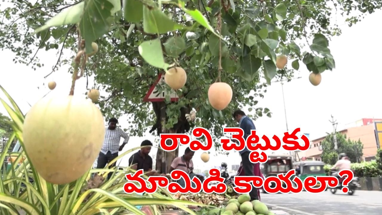ఇదేం వింత మావ.. రావి చెట్టుకు మామిడికాయలా!.. ఎప్పుడైనా చూశారా?.. ఇదిగో వీడియో