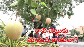 ఇదేం వింత మావ.. రావి చెట్టుకు మామిడికాయలా!.. ఎప్పుడైనా చూశారా?.. ఇదిగో వీడియో