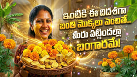 ఇంటికి ఈ దిశల్లో బంతి మొక్కలు పెంచితే.. లక్ష్మీదేవి అనుగ్రహంతో