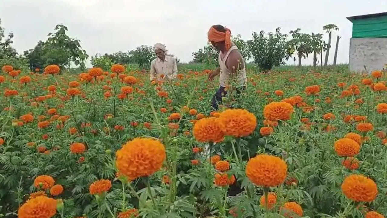 ఆయుర్వేద, పర్యావరణ ప్రయోజనాలు: బంతి మొక్క కేవలం వాస్తు పరంగానే కాకుండా ఆరోగ్య పరంగా కూడా మేలు చేస్తుంది. దీనిలోని ఆయుర్వేద గుణాలు చర్మ, జీర్ణ సమస్యలను నివారించి, రోగనిరోధక శక్తిని పెంచుతాయి. అలాగే ఇవి తేనెటీగలను ఆకర్షించడం వల్ల పర్యావరణానికి సైతం ఎంతో మేలు జరుగుతుంది.
