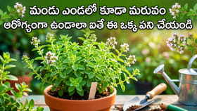 మండు ఎండలో కూడా మరువం ఆరోగ్యంగా ఉండాలా ఐతే ఈ ఒక్క పని చేయండి