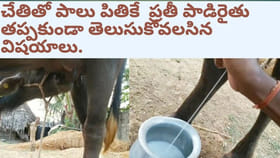 ప్రతి పాడి రైతు తెలుసుకోవాల్సిన విషయాలు ఇవి..