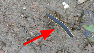 Andhra Pradesh: కొత్త పింఛన్లపై ఏపీ ప్రభుత్వం బిగ్ అప్డేట్.. ఆ రోజు నుంచే పంపిణీ.. డేట్ ఫిక్స్ చేసిన సర్కార్