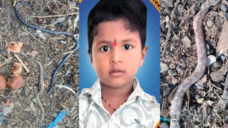 పులులకు కొత్త టెన్షన్.. మనుషులు చేసే పనితో వాటి మనుగడకే ముప్పు.. పరిశోధనలో షాకింగ్ విషయాలు..