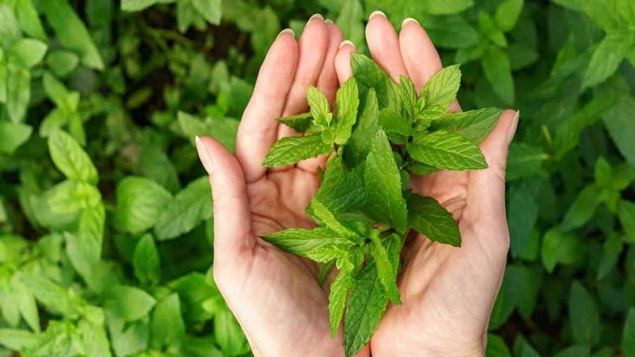 Mint Leaves