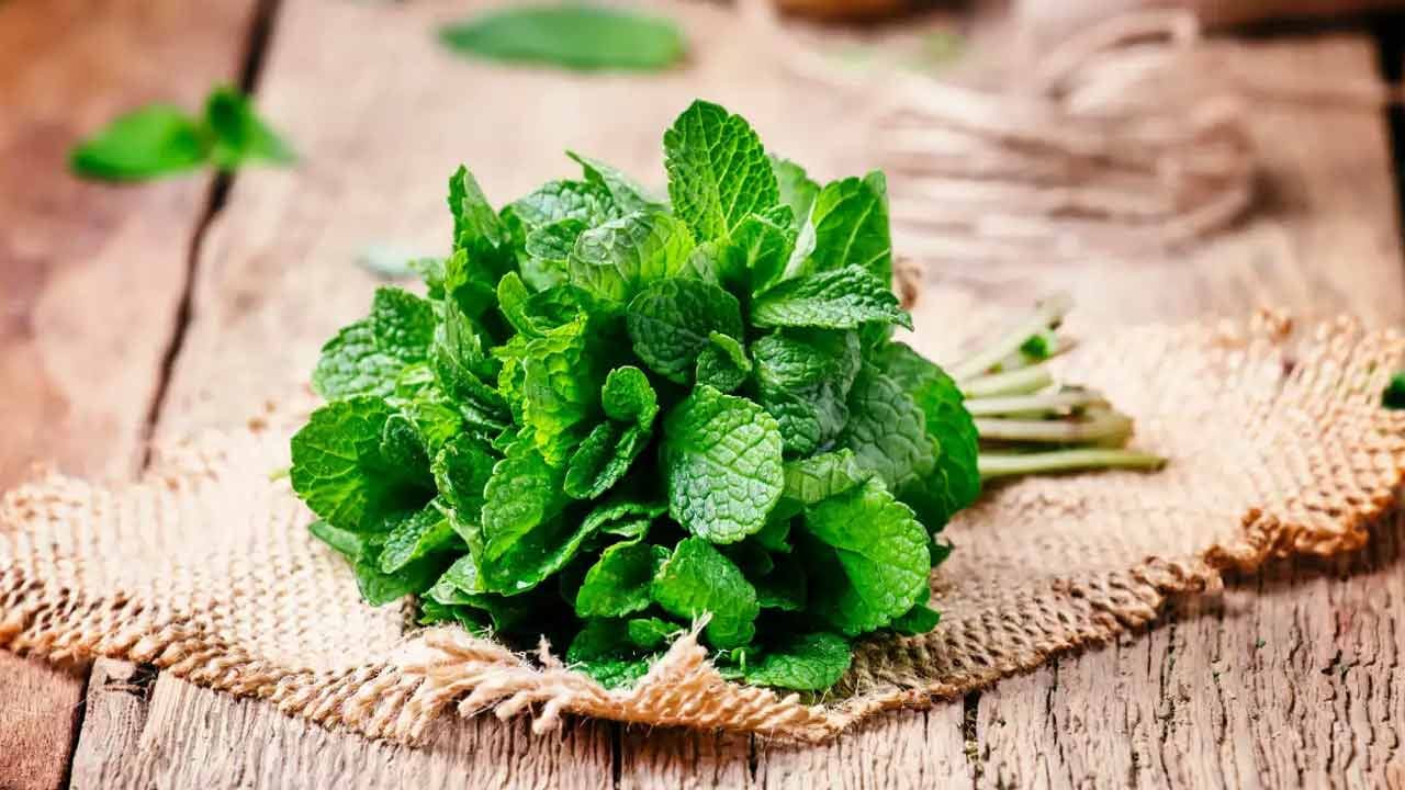 Mint Leaves