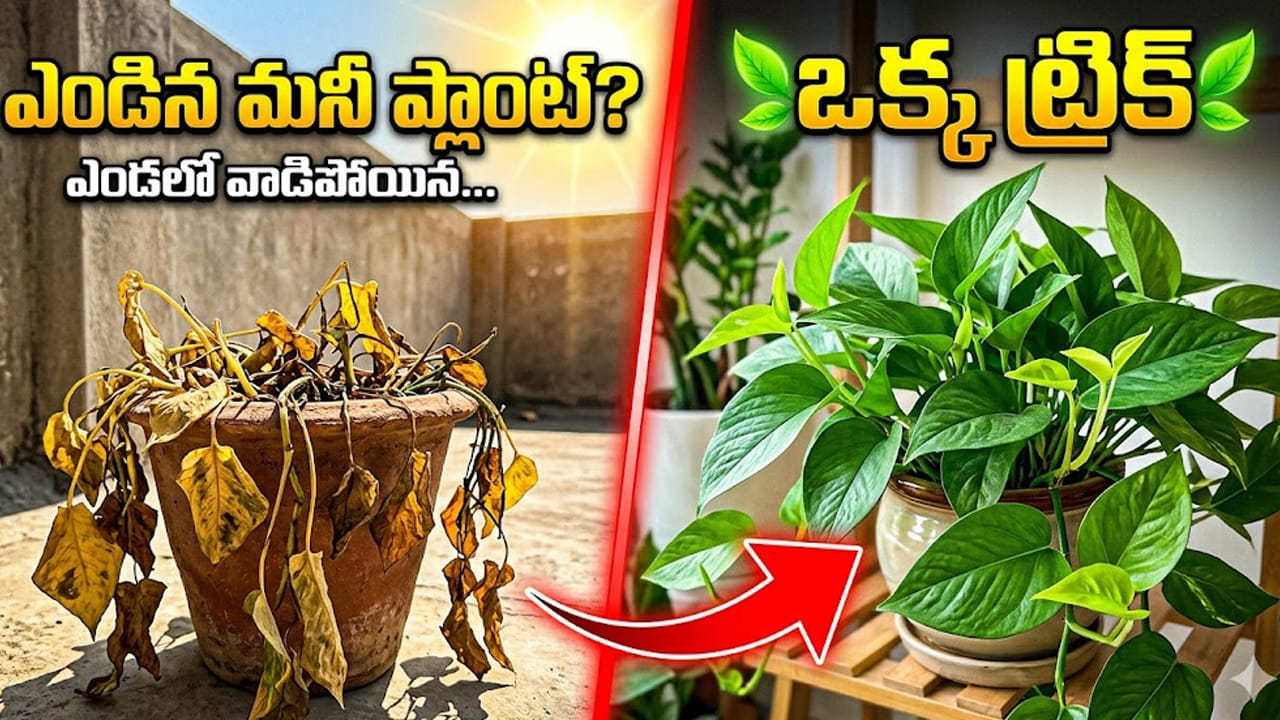 మనీ ప్లాంట్ ఎండకు వాడిపోయిందా? ఈ ఒక్క ట్రిక్‌తో మళ్లీ చిగురుస్తుంది!