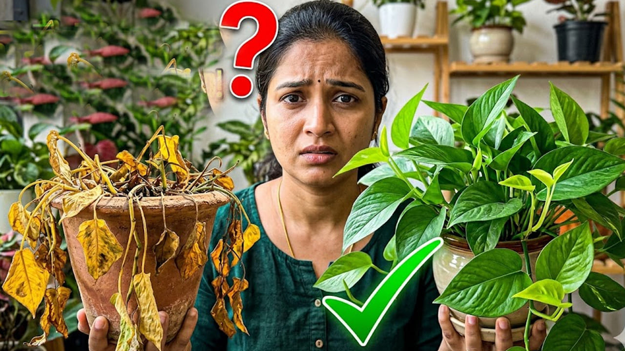 ఈ ద్రావణాన్ని ప్రతి రోజూ చెట్టుకు స్ప్రే చేయడం వలన మొక్క సహజంగానే చిగురిస్తూ ఉంటుందంట. వాడిపోయిన మొక్క కూడా మళ్లీ పచ్చగా మారి గుబురుగా పెరుగుతుంది.