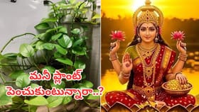 మీ ఇంట్లో మనీ ప్లాంట్ ఉందా..? లక్ష్మీదేవి అనుగ్రహం పొందాలంటే..