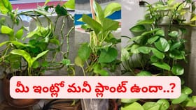 ఇంట్లో మనీ ప్లాంట్ పెంచుతున్నారా..? అయితే, ఈ నిజాలు తెలుసుకోండి