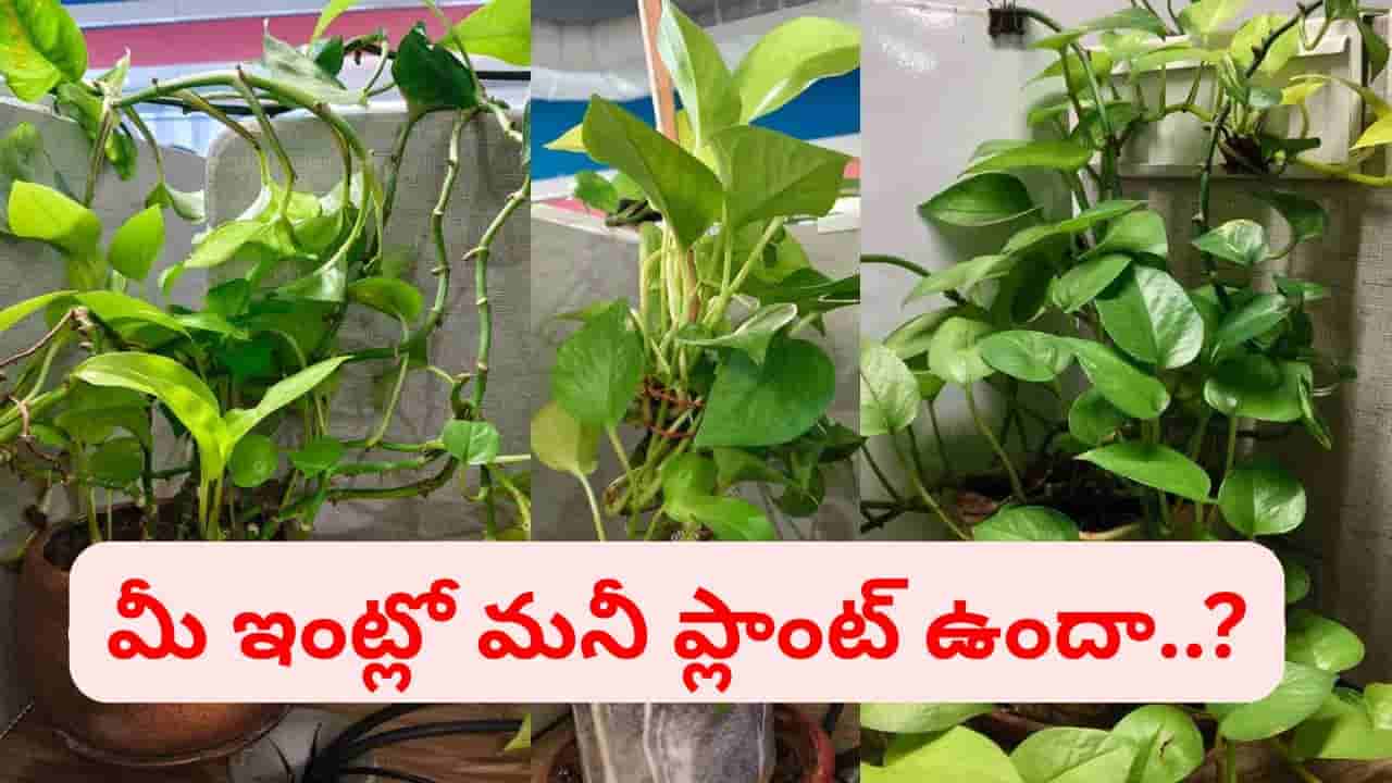 ఇంట్లో మనీ ప్లాంట్ పెంచుతున్నారా..? అయితే, ఈ నిజాలు ఖచ్చితంగా తెలుసుకోండి