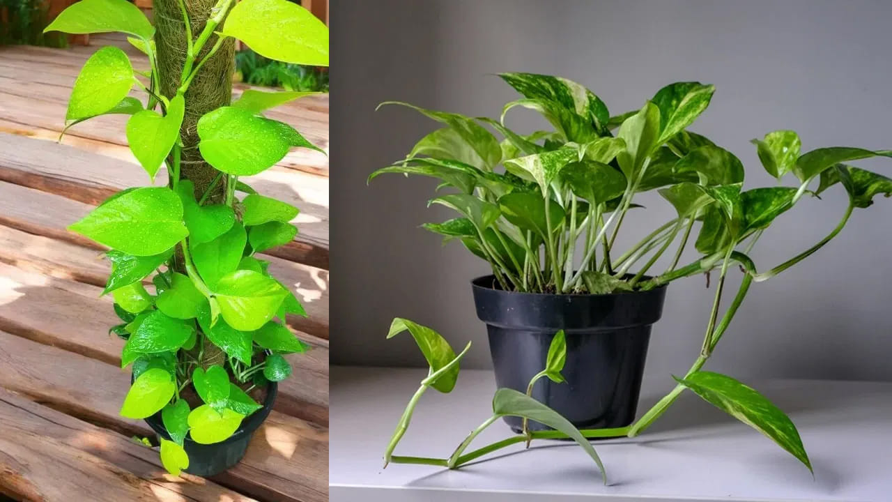Money Plant Vastu Tips