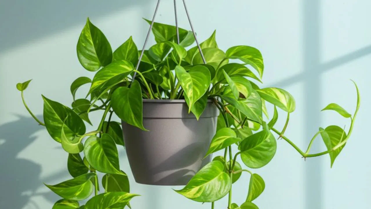 Money Plant Vastu Tips