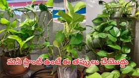 మనీ ప్లాంట్ ఇంట్లో ఏ దిక్కున పెడితే శుభం.. ఈ తప్పులు చేస్తే..