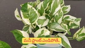 మనీ ప్లాంట్ వాడిపోతుందా? ఇంటికి ఇది ప్రమాద సంకేతం కావచ్చు!