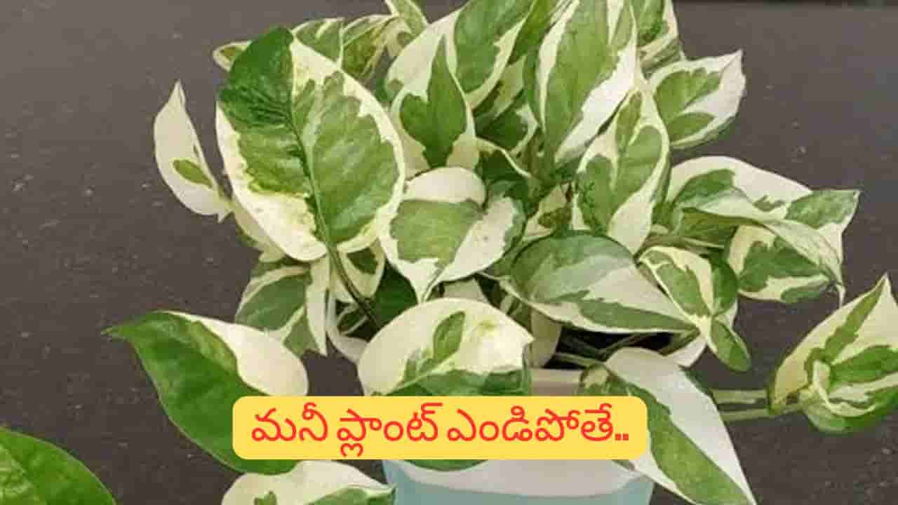 Feng Shui Vastu: మనీ ప్లాంట్ వాడిపోతుందా? ఇంటికి ఇది ప్రమాద సంకేతం కావచ్చు!