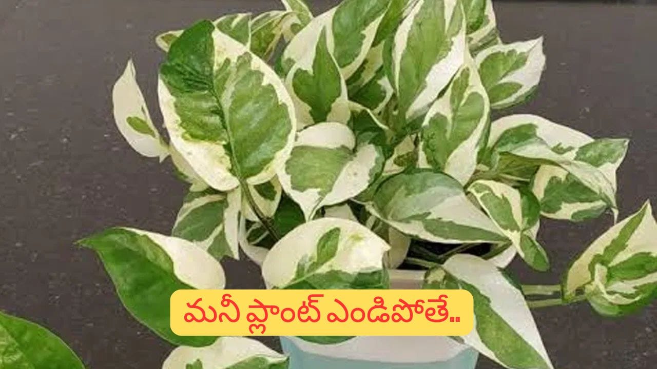 Feng Shui Vastu: మనీ ప్లాంట్ వాడిపోతుందా? ఇంటికి ఇది ప్రమాద సంకేతం కావచ్చు!