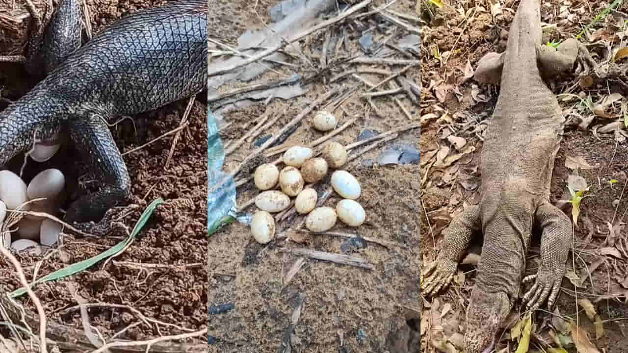 Monitor Lizards: ఉడుము గుడ్లు మీరెప్పుడైనా చూశారా..?.. ఒక్కసారి ఎన్ని ఎగ్స్ పెడుతుందంటే..?