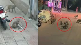 ఈ వానర ప్రేమకు శభాష్ అనాల్సిందే!