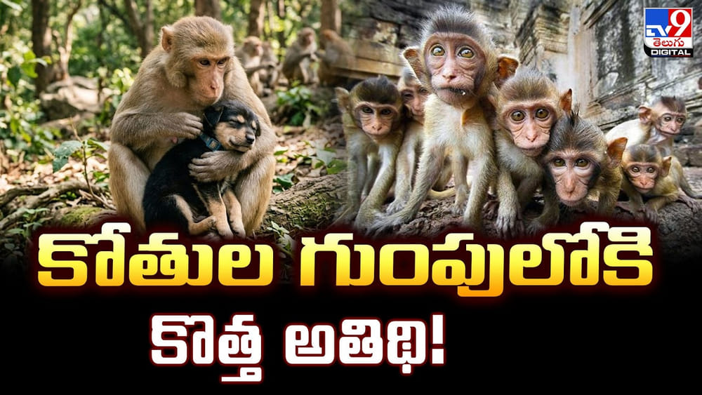 Khammam: అనాథ కుక్కపిల్లకు తల్లిగా మారిన కోతి.. వైరల్ అవుతున్న వీడియో