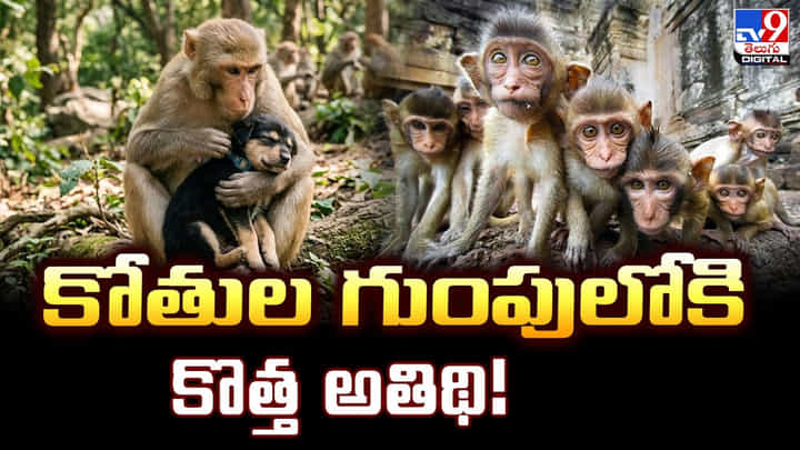 Khammam: అనాథ కుక్కపిల్లకు తల్లిగా మారిన కోతి.. వైరల్ అవుతున్న వీడియో Khammam: అనాథ కుక్కపిల్లకు తల్లిగా మారిన కోతి.. వైరల్ అవుతున్న వీడియో