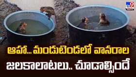 ఆహా.. మండుటెండలో వానరాల జలకాలాటలు.. చూడాల్సిందే
