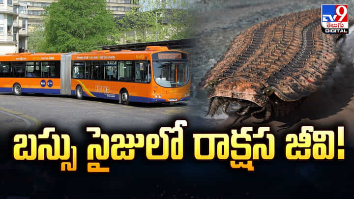 డైనోసార్ల కంటే ముందే పుట్టి ఇప్పటికీ బతుకుతున్న 5 జీవులు డైనోసార్ల కంటే ముందే పుట్టి ఇప్పటికీ బతుకుతున్న 5 జీవులు