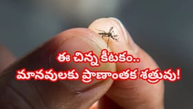 పాములు, సింహాలు కాదు..ఈ చిన్న కీటకం మనిషికి ప్రాణాంతక శత్రువు..!