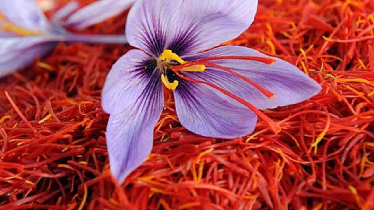 ఇరాన్ శర గోల్ కేసర్ (Sargol Saffron): ప్రపంచవ్యాప్తంగా సరఫరా అయ్యే కేసర్‌లో అత్యధిక శాతం ఇరాన్ నుంచే వస్తుంది. ఇరాన్‌కు చెందిన శర గోల్ రకం కేసర్ కూడా ఎరుపు రంగు దారాలను మాత్రమే కలిగి ఉంటుంది. ఇది మంచి సువాసన, రంగును ఇస్తుంది. అయినప్పటికీ, నాణ్యత, ఔషధ గుణాల పరంగా చూస్తే ఇది కాశ్మీరీ కేసర్ కంటే కొద్దిగా తక్కువగా పరిగణించబడుతుంది. అందువల్ల దీని ధర కాశ్మీరీ కేసర్ కంటే తక్కువగా ఉంటుంది.  