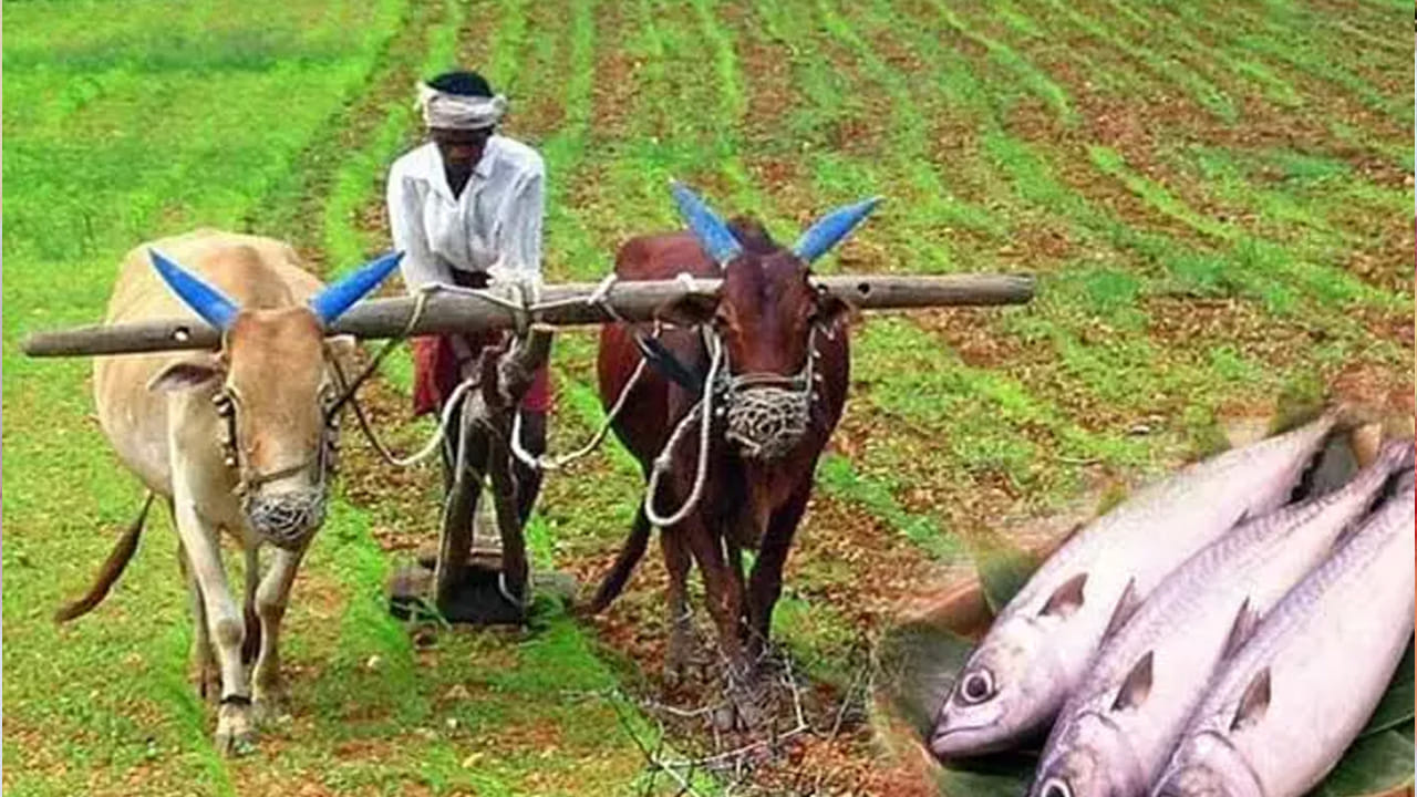 రోహిణి కార్తె తర్వాత వచ్చేది మృగశిర కార్తె. అయితే రోహిణి కార్తెలో ఎండలు ఎక్కువగా ఉంటాయి. దీంతో చాలా మంది ఎండ వేడిమి ఉక్కపోత నుంచి బయటపడటానికి మృగశిర కార్తె ఎప్పుడు వస్తుందా అని వేయిట్ చేస్తుంటారు. ఇక 2026లో మృగశిర కార్తె జూన్ 8న ప్రారంభం కానుంది. సూర్యుడు రోహిణి నుంచి మృగశిర నక్షత్రంలోకి ప్రవేశించడాన్ని మృగశిర కార్తె అంటారు. ఈ సమయంలో వాతావరణం చల్లబడటమే కాకుండా, ఆకాశం మొత్తం మేఘాలతో నిండిపోతుంది. నైరుతి రుతుపవనాలు ఆకాశంలో విస్తరించి తొలకరి చినుకులు పడతాయి. ఈ సమయంలోనే రైతులు, వ్యవసాయం పనులు మొదలు పెడతారు.