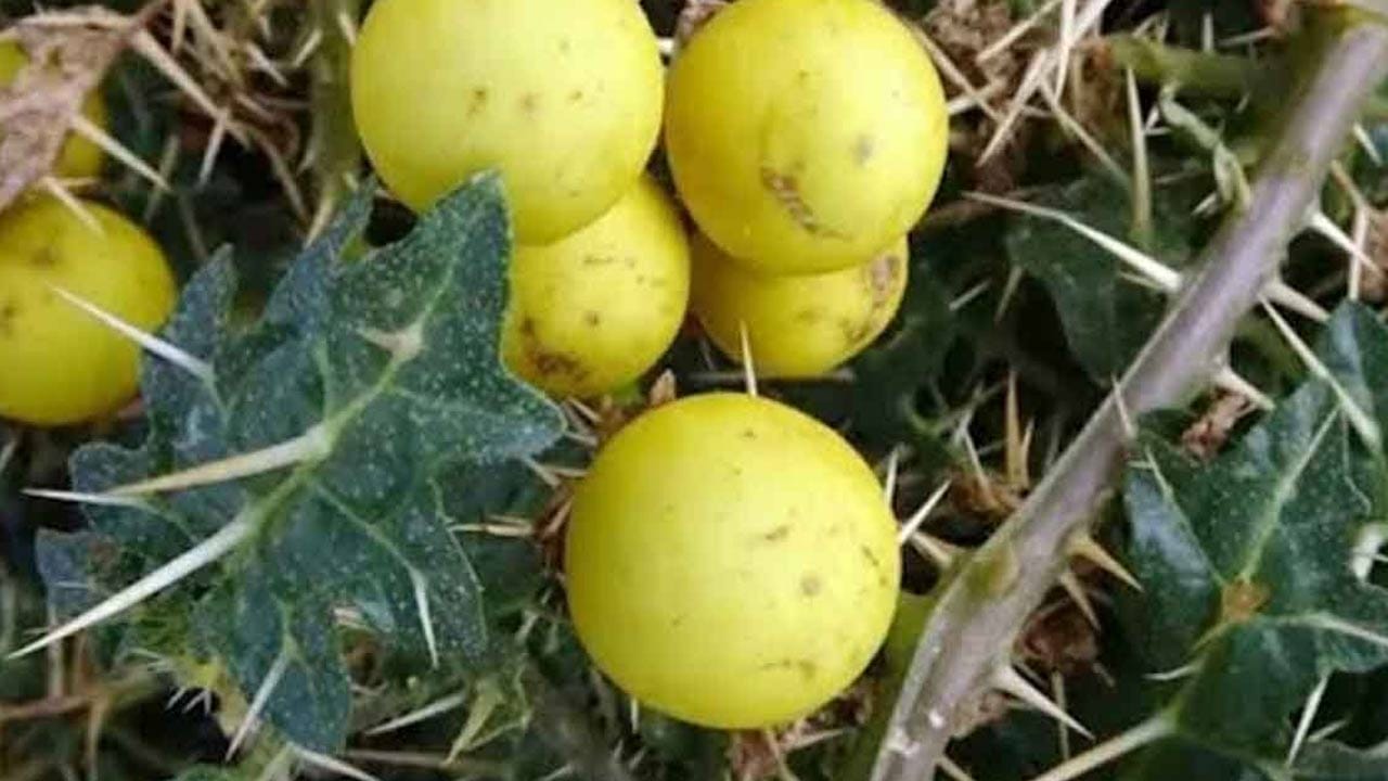 పల్లెటూర్లలో ఇప్పుడు చెప్పబోయే ఈ కూర అందరికీ తెలుసు. పట్టణం వాళ్ళకి వీటి గురించి సరైన అవగాహన ఉండదు. ఇంకా ఈ వెనుకటి రకం ముళ్ల వంకాయలతో ఇలా కూర చేస్తే ఎవరూ కూడా వదలరు అంత రుచిగా ఉంటుంది. ఈ వంకాయలు చాలా చిన్నగా, గింజలు కూడా తక్కువగా ఉంటాయి. వీటితో కూర చేసి తింటే ఏ నాన్ వెజ్ కూరలు కూడా సరిపోవు.