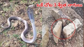 తవ్వకాలు జరుపుతుండా మెరుస్తూ కనిపించాయి.. జేసీబీ ఆపి చూడగా..