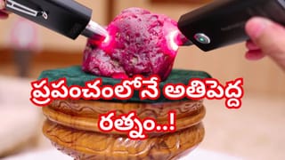 Viral Video: అడవిలో ఉబ్బిన పొట్టతో కదలకుండా కనిపించిన కొండచిలువ.. పట్టుకొచ్చి దాన్ని కోసి చూడగా..