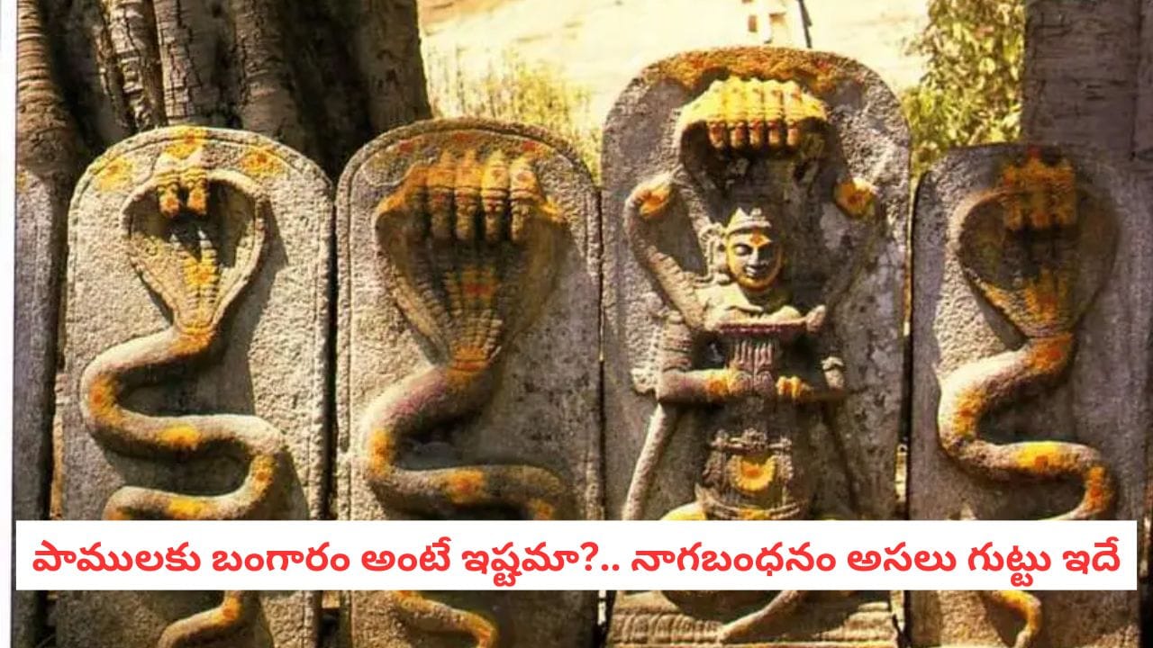 Snakes Mistery: లక్షల కోట్ల నిధులు.. కాపలాగా పాములు.. నాగబంధనం గురించి సైన్స్ ఏం చెప్తోంది?